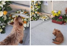 Perrito recorre 3 km hasta encontrar la tumba de su dueño al que no vio más