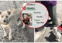 Intentan robarse a un perrito empleado de una gasolinera y descubren que es una celebridad