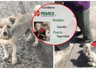 Intentan robarse a un perrito empleado de una gasolinera y descubren que es una celebridad