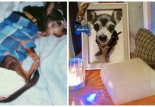 Perrito que siempre sufrió malos tratos, cruza el arcoíris siendo más feliz que nunca