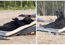 Captan a un oso negro acostado cómodamente sobre el colchón que alguien desechó