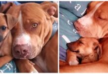 Le acercan a una pitbull mimada el diminuto chihuahua que acaban de adoptar y ella reacciona