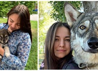 Adopta a una lobita desde que fue abandonada cuando era bebé para educarla como un perro