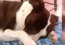 Perrito que fue usado en peleas callejeras, derrama lágrimas cuando le regalan una camita