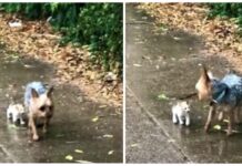 Perrito rescata a una gatita abandonada en plena lluvia y se la lleva a su casa