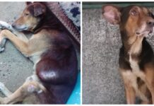 La dueña de Osito murió pensando que su familia lo cuidaría, estaba enfermo y lo abandonaron