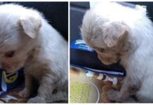 Perrita bebé rescatada de la basura en una bolsa amarrada, no quiere ni levantar su cabecita