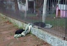 Perrita rescatada saca su mantita para compartirla con otro callejerito que temblaba de frío