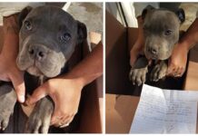 Desolado niño deja a su pequeño pitbull en un refugio para que su papá no lo maltrate más