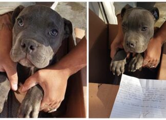 Desolado niño deja a su pequeño pitbull en un refugio para que su papá no lo maltrate más