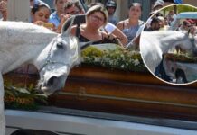 Un caballo acude al funeral de su amado dueño y se niega a dejarlo partir