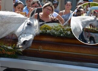 Un caballo acude al funeral de su amado dueño y se niega a dejarlo partir