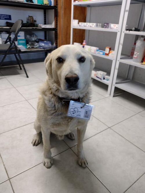 Después de vagar por 10 años en las calles, Matute consigue el mejor trabajo en una farmacia