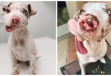 Perrito con carita deforme es rescatado por una familia que lo ama tal y como es