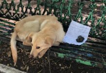 Encuentran a un perrito triste atado a una banca con una nota, en su casa sufría mucho