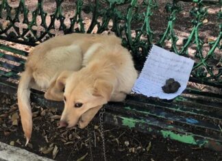 Encuentran a un perrito triste atado a una banca con una nota, en su casa sufría mucho