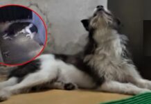 Perrito llora desconsolado cada día porque su abuelo no ha regresado a casa en 15 meses