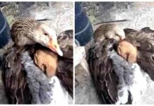 Ganso acurruca entre sus alas a un cachorro callejero que temblaba de frío