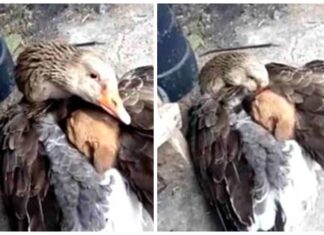 Ganso acurruca entre sus alas a un cachorro callejero que temblaba de frío