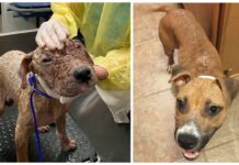 Perrita que nadie quería por su impactante sarna, enamora a una cartera y es la más feliz