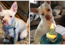 Rompen una vez más el corazón de Kleo, la perrita a la que nadie quería por su físico