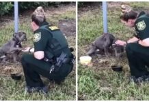 Perrito al que abandonaron atándolo a un poste, le da la patita a su ángel pidiéndole ayuda