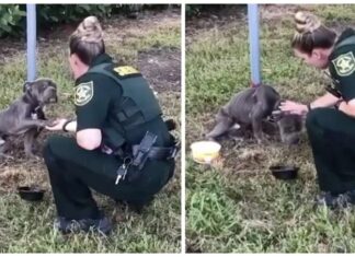 Perrito al que abandonaron atándolo a un poste, le da la patita a su ángel pidiéndole ayuda