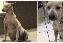 Rescatan a la perrita callejera que siempre pasaba embarazada en peligro, nadie la quería