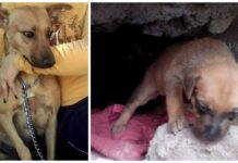 Perrita callejera escondía a sus bebés en un hoyo para que nadie les hiciera daño
