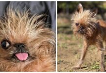 Niña corre a salvar a la perrita que arrojaron a la carretera, no tenía una pierna ni un ojo