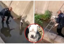 Policía rescata a la perrita ciega abandonada que no podía salir de un canal pluvial