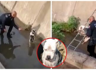 Policía rescata a la perrita ciega abandonada que no podía salir de un canal pluvial