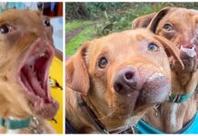 Dos perritos adorables con severas deformidades en sus caritas se vuelven inseparables