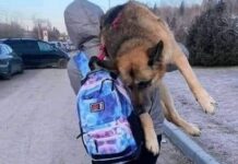 Mujer ucraniana carga en hombros a su enorme perro anciano por 17 km para huir con él