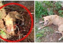 Perrita pasa toda su vida en un terreno baldío, llena de tristeza y con dolor