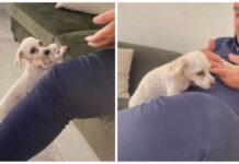 Madre lleva a su cachorrito en el hocico al regazo de papá para que los acaricie a los dos