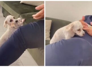 Madre lleva a su cachorrito en el hocico al regazo de papá para que los acaricie a los dos