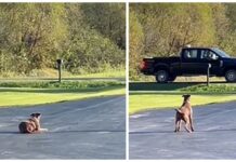 Perrita espera ansiosa todo el día a que el ángel que la salvó regrese