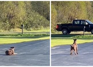 Perrita espera ansiosa todo el día a que el ángel que la salvó regrese