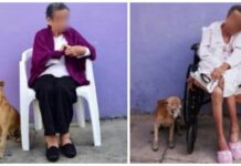 «El hijo más fiel de mamá»–Perro envejece con su dueña tras 18 años sin despegarse de su lado